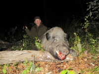 Wild boar Hunting in Romania