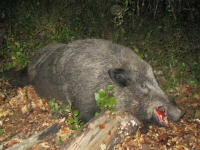 Wild boar Hunting in Romania