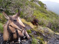 Hunt in Spain, Cantabrian Chamois.