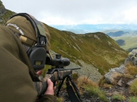 southeastern spanish ibex