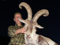 southeastern spanish ibex