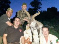 southeastern spanish ibex