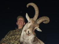 southeastern spanish ibex