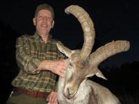 southeastern spanish ibex