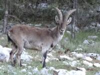 southeastern spanish ibex