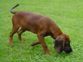 Bayerische Gebirgsschweißhunde