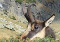 Chamois distribution