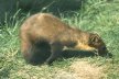 Kuna leśna - tumak (Martens martens)