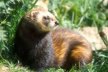 Tchórz (Mustela putorius)