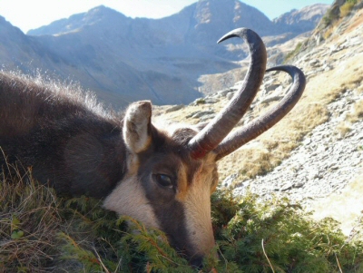 Carpathian Chamois - Gemse